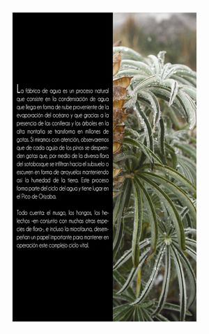 Sin Nombre